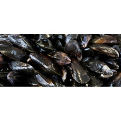 Moules
